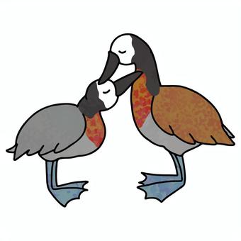 シロガオリュウキュウガモの夫婦 生き物,動物,鳥類,鴨,シロガオリュウキュウガモ,夫婦,カップル,オス,メス,愛のイラスト素材