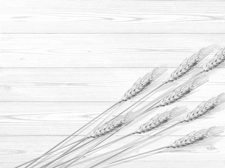 白黒の麦穂と板の背景2　mugi015 麦穂,白黒,リアル,ナチュラル,お洒落,自然,植物,大人っぽい,枠,背景のイラスト素材