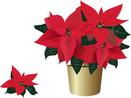 poncetia, JPG, PNG and AI poncetia, poinsettia, flower, gold, JPG, PNG and AI
