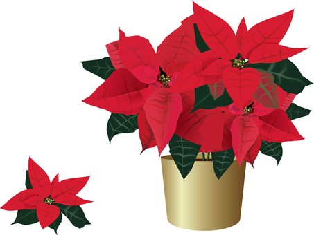 Illustration, poinsettia, flower, gold, 