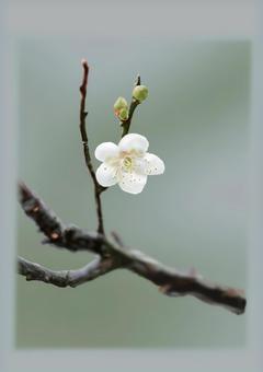 梅の花 梅の花 梅の花,植物,春のイラスト素材