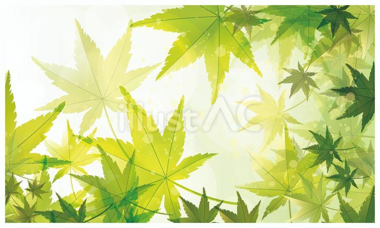 夏の新緑背景 緑,背景,綺麗のイラスト素材