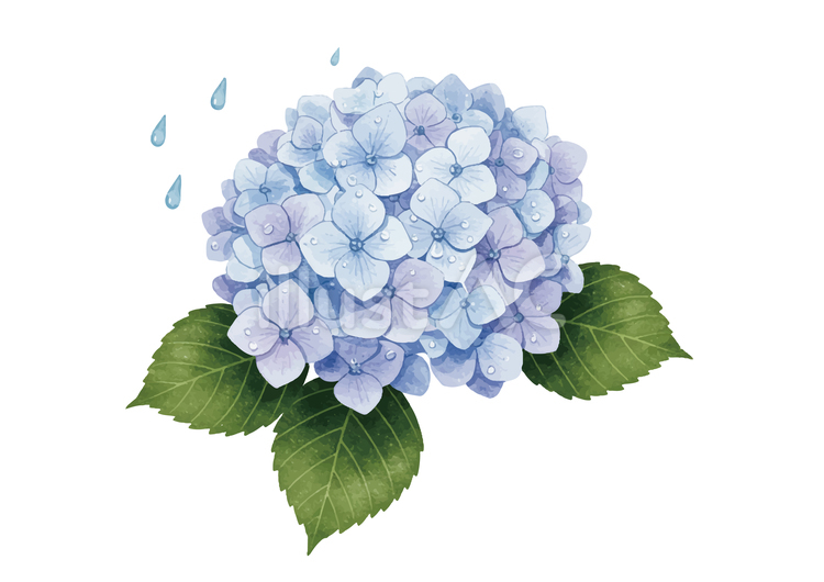 雨に濡れた青い紫陽花のイラスト 紫陽花,あじさい,青のイラスト素材