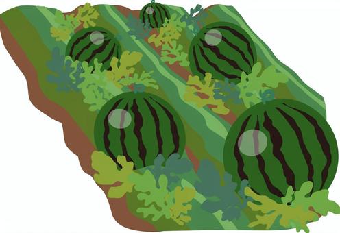 スイカ畑 スイカ,畑,果実,果物,野菜,夏,農作物,農業,農家,収穫のイラスト素材