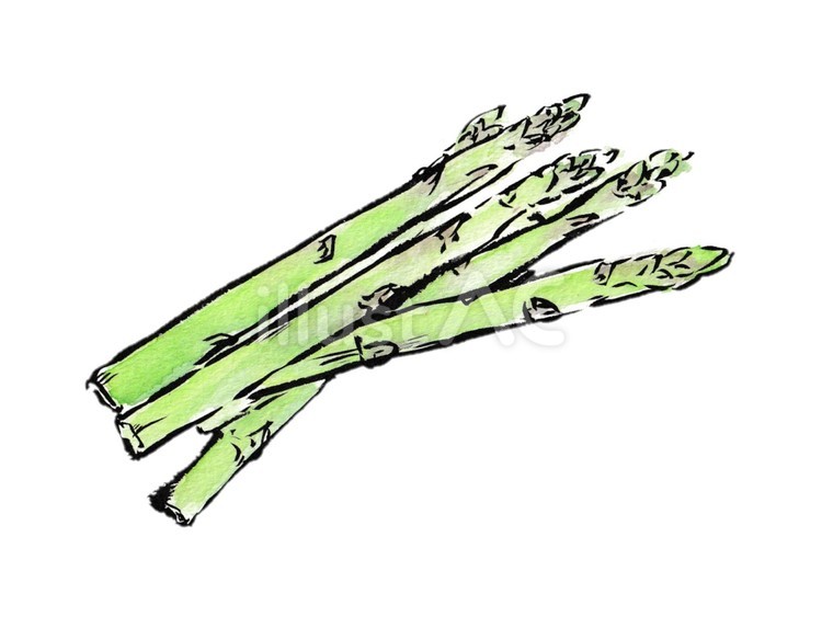シャキッとみずみずしい アスパラガス,野菜,食べ物のイラスト素材