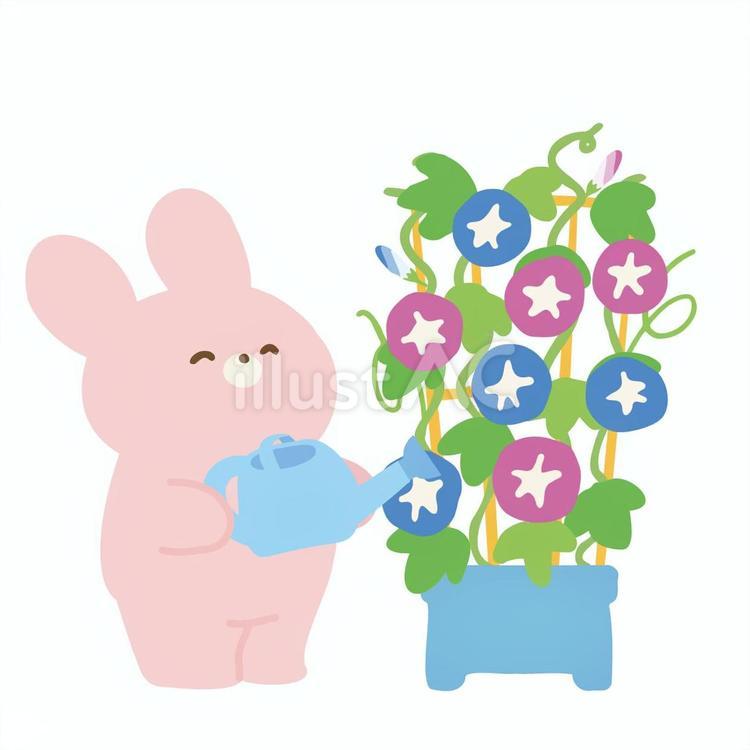 朝顔のお世話をする笑顔のうさぎさん うさぎ,動物,朝顔のイラスト素材