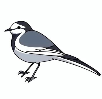 ハクセキレイ ハクセキレイ,小鳥,鳥類,野鳥,動物,野生,挿し絵,イラスト,手描きのイラスト素材