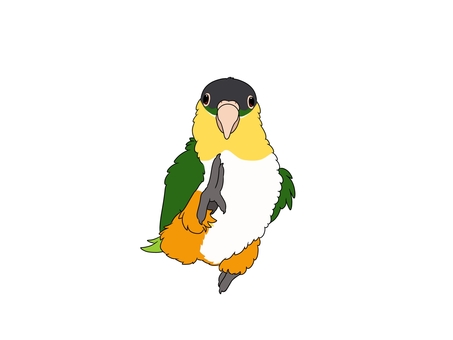 ズグロシロハラインコ ズグロシロハラインコ ズグロシロハラインコ,インコ,鳥,かわいい,手乗り,ペット,カラフル,素材,無料,フリーのイラスト素材