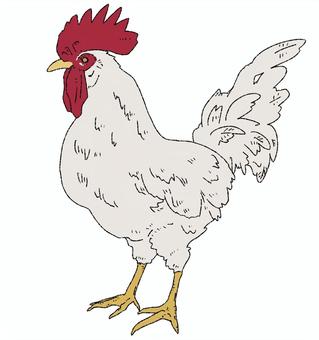 chicken, JPG and PNG chicken, chicken, bird, creatures, JPG and PNG