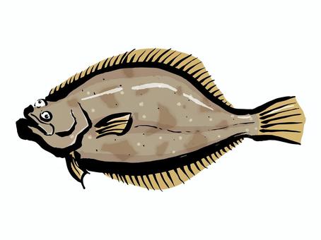 ひらめ 平目,魚,筆,躍動感,シンプル,魚介,白身魚,刺身,寿司,エンガワのイラスト素材