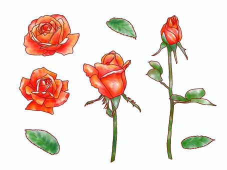 Illustration, bud, rose, watercolor, 