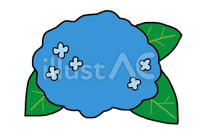 青のあじさい あじさい,アジサイ,紫陽花のイラスト素材