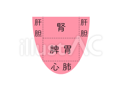 舌と五臓の関係 中医学 東洋医学 漢方