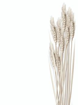 小麦色の麦穂　影あり　mugi020 麦穂,小麦色,リアル,ナチュラル,お洒落,自然,植物,大人っぽい,枠,背景のイラスト素材