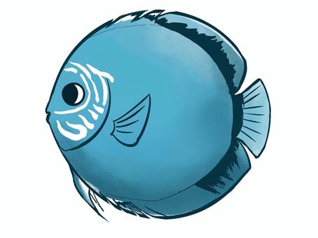 ディスカス　熱帯魚 熱帯魚,魚,水槽,観賞魚,アクアリウム,水中,水の中,淡水魚,ディスカス,カラフルのイラスト素材