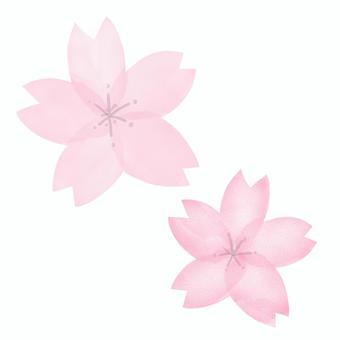 大小2つ並んで咲いた桜の花 水彩イラスト