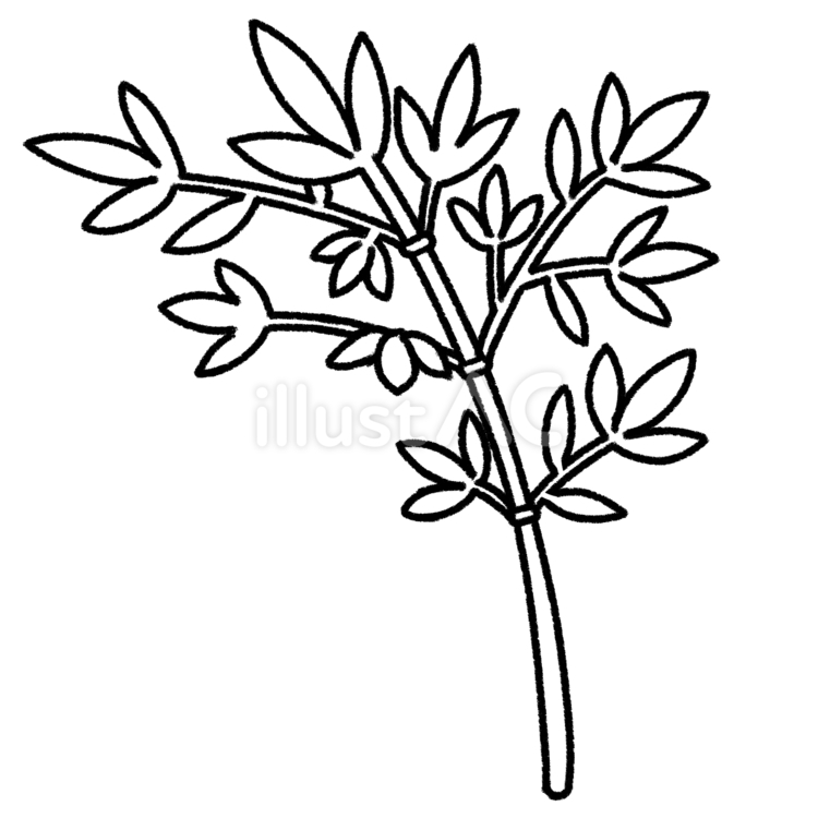 笹　線画 笹,七夕,行事のイラスト素材