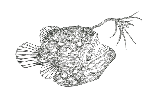 チョウチンアンコウの手描きイラスト チョウチンアンコウ,深海魚,生き物,手描き,リアル,モノクロ,挿絵,白バック,線画,イラストのイラスト素材