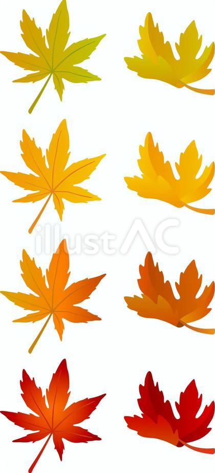 もみじ 紅葉