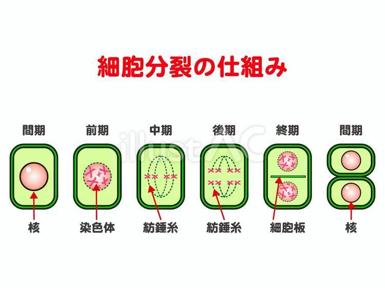 植物の細胞分裂の仕組みの図解イラスト素材 細胞,分裂,染色体のイラスト素材