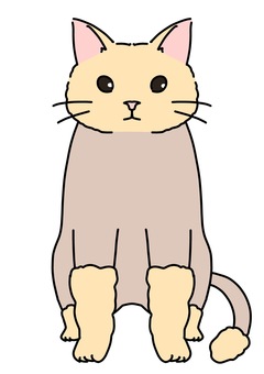 サマーカットされた猫正面　カラー サマーカット,猫,トリミング,正面,全身,カラーのイラスト素材