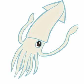 イカ, JPG and PNG イカ, el calamar, mariscos, mar, JPG and PNG