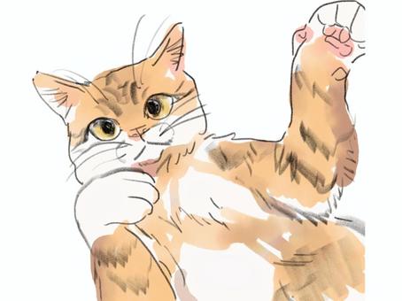 Gude Gude Tea Tabby Cat, JPG and PNG Gude Gude Tea Tabby Cat, cat, animal, tea tiger, JPG and PNG