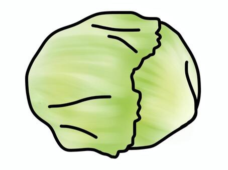 レタス レタス,野菜,葉物野菜,サラダ,葉っぱ,食品,食べ物,食料品,調理,料理のイラスト素材