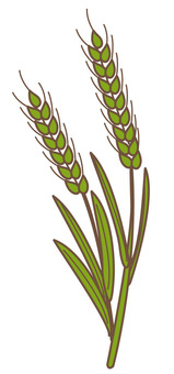 Illustration, Illustration, barley, wheat, rye,