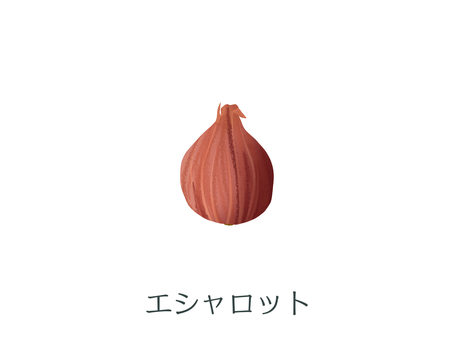 エシャロット（野菜名入り） エシャロット,ネギ科,ベルギーエシャロット,フランス料理,皮,炒め物,サラダ,スープ,野菜,食材のイラスト素材