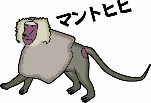マントヒヒ　 マントヒヒ,類人猿,動物,動物園,横向き,カタカナのイラスト素材