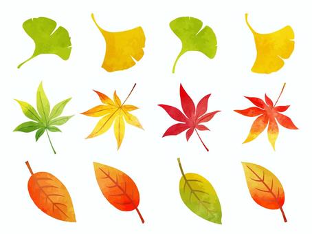 紅葉した葉っぱ12枚セット もみじ,楓,いちょう,落ち葉,紅葉,秋,おしゃれ,自然,黄色,水彩のイラスト素材