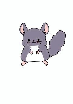 チンチラ(バイオレット)