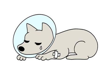 Dog under treatment 2, dog, animal, elizabeth color, JPG and PNG