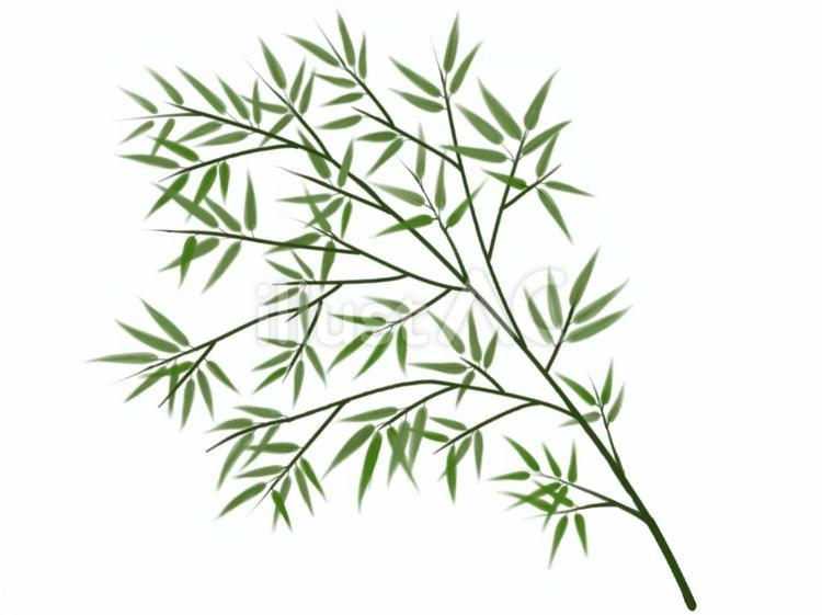 笹 笹,笹の葉,植物のイラスト素材