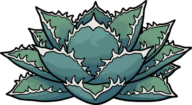 アガベチタノタ アガベ,植物,チタノタ,白鯨,観葉植物,ビザールプランツ,緑,植木鉢,鉢植え,ベクターのイラスト素材