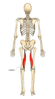 骨格と半膜様筋 半膜様筋,ハムストリングス,筋,筋肉,ガイコツ,解剖,骨,モデル,骨格,解剖学のイラスト素材