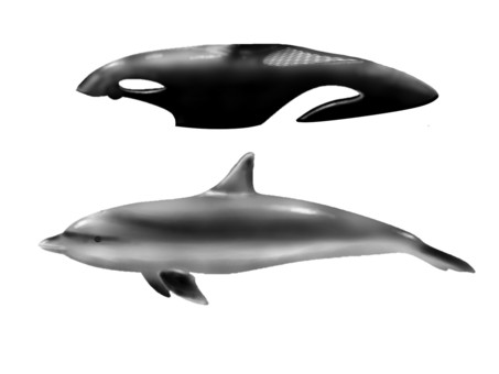 dolphin and killer whale cover, , JPG và PNG