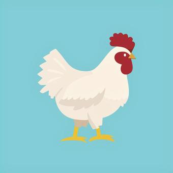 白いニワトリのイラスト にわとり,ニワトリ,鶏,チキン,鶏肉,鳥肉,鳥,肉,動物,食べ物のイラスト素材