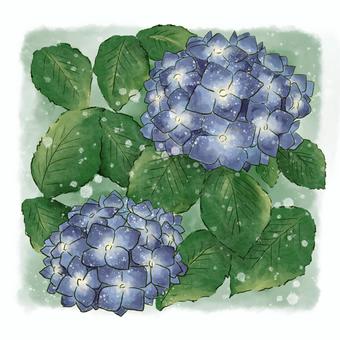 hydrangea, hydrangea, hydrangea, plant, rainy season,