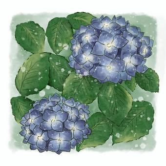 hydrangea, hydrangea, plant, rainy season, JPG and PNG