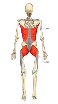 骨格と広背筋・大殿筋 広背筋,大殿筋,筋,筋肉,ガイコツ,解剖,骨,モデル,骨格,解剖学のイラスト素材