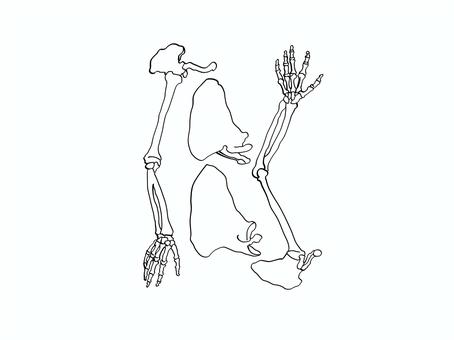 腕の骨 骨,肩甲骨,上腕骨,尺骨,橈骨,人体のイラスト素材