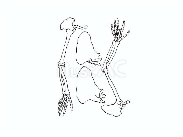 腕の骨 骨,肩甲骨,上腕骨のイラスト素材