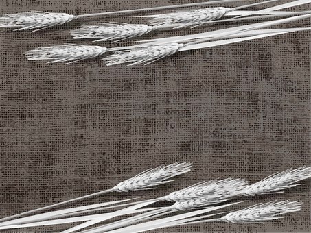 白黒の麦穂と麻布の背景　migi006 麦穂,白黒,リアル,ナチュラル,お洒落,自然,植物,大人っぽい,枠,背景のイラスト素材