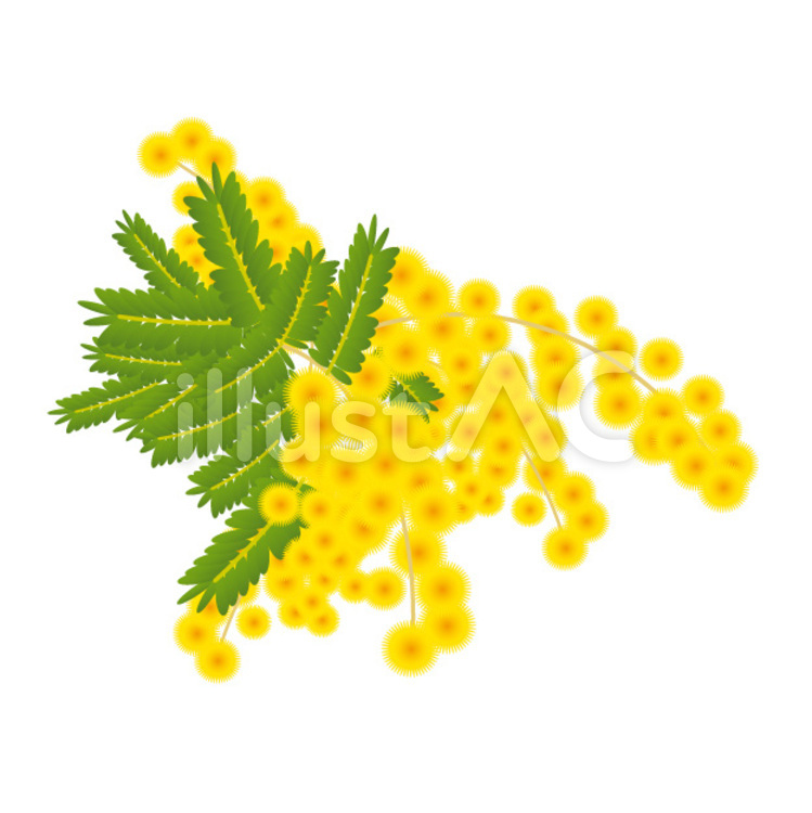 ミモザアカシア 植物,ミモザアカシア,花のイラスト素材