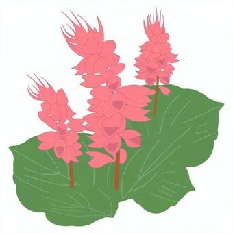 Illustration, salvia, higoromoso, chime grass, 