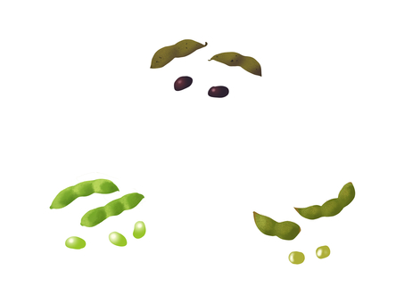 枝豆　セット（枝豆、茶豆、黒豆） 枝豆,夏野菜,茶豆,黒豆,6月,7月,8月,9月,野菜,豆のイラスト素材