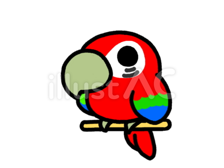 オウム　赤 オウム,ペット,鳥のイラスト素材