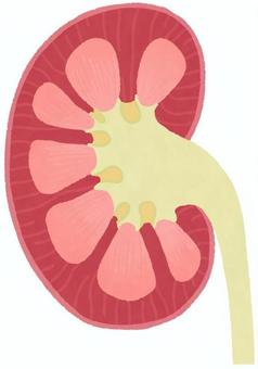 腎臓の断面 腎臓,臓器,内臓,人体,パーツ,健康,医療,医学,解剖,内科のイラスト素材
